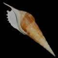 DSC07994.JPG