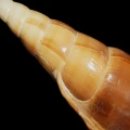DSC07996.JPG