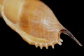 DSC07997.JPG