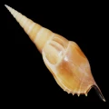 DSC07998.JPG