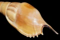 DSC08000.JPG