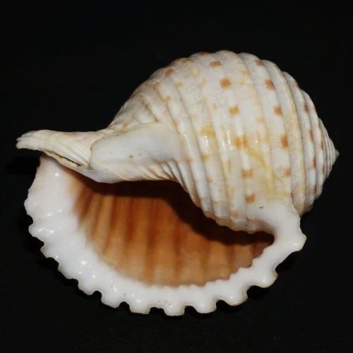 DSC08006.JPG