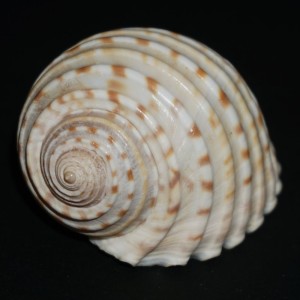 Muszla stągwicy Tonna tessellata (Lamarck, 1816)