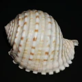 DSC08003.JPG