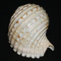 DSC08004.JPG