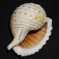 DSC08007.JPG