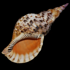 Muszla trytona Charonia tritonis (Linne, 1758) M2