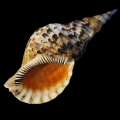 DSC08022.JPG