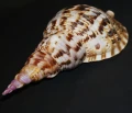 DSC08025.JPG
