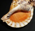 DSC08026.JPG