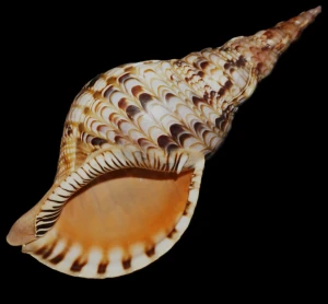 Muszla trytona Charonia tritonis (Linne, 1758) M1