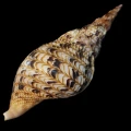 DSC08016.JPG
