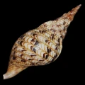 DSC08017.JPG