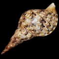 DSC08018.JPG