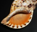 DSC08020.JPG
