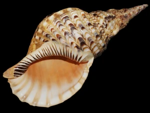 Muszla trytona Charonia tritonis (Linne, 1758) L1