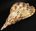 DSC08011.JPG
