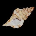 DSC08043.JPG