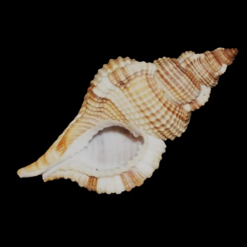DSC08043.JPG