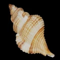 DSC08045.JPG