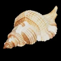 DSC08046.JPG