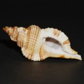 DSC08047.JPG