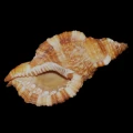 DSC08035.JPG
