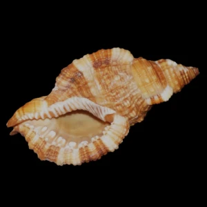 Muszla Cymatium (Monoplex) aquatile (Reeve, 1844) L