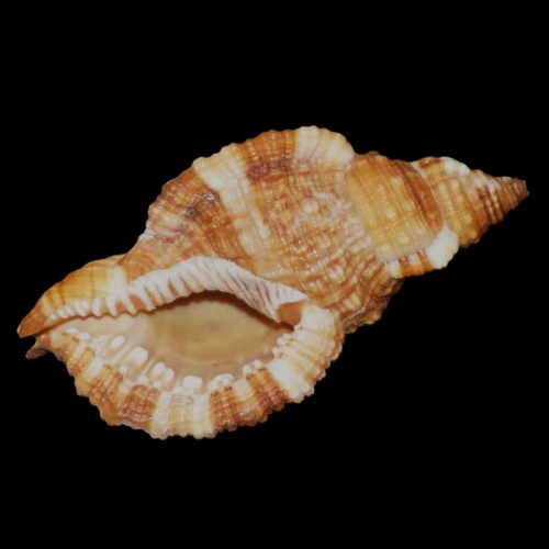 DSC08035.JPG