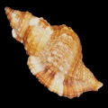 DSC08036.JPG