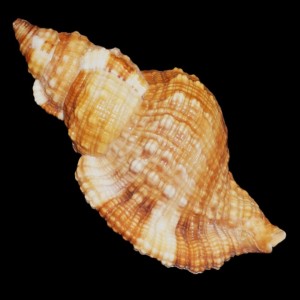 Muszla Cymatium (Monoplex) aquatile (Reeve, 1844) L
