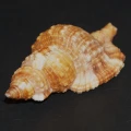 DSC08037.JPG