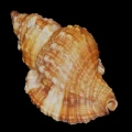 DSC08038.JPG