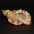 DSC08039.JPG