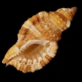 DSC08041.JPG