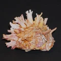 DSC08066.JPG