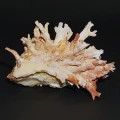 DSC08053.JPG