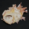 DSC08054.JPG
