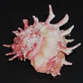 DSC08057.JPG