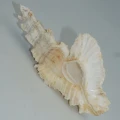 DSC08092.JPG