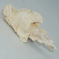 DSC08093.JPG