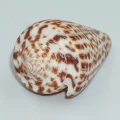 DSC08107.JPG