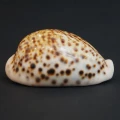 DSC08160.JPG