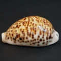 DSC08161.JPG