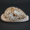 DSC08164.JPG