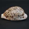 DSC08165.JPG