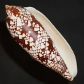 DSC08202.JPG
