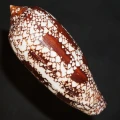 DSC08206.JPG