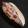 DSC08207.JPG