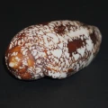 DSC08209.JPG